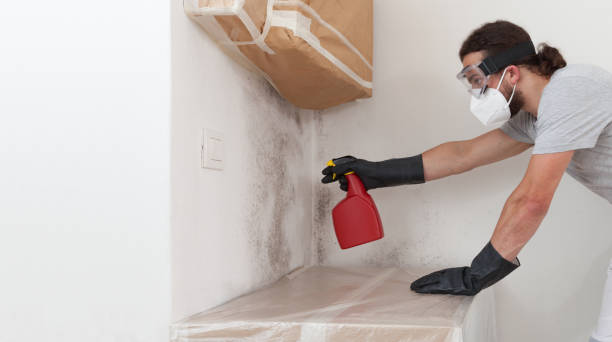 Professional Black Mold Removal technician working in Stone Park, IL