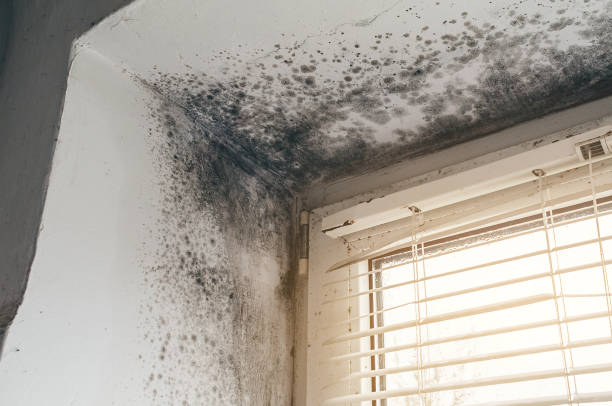 Trusted Black Mold Removal service in Stone Park, IL - Cheap Mold Removal